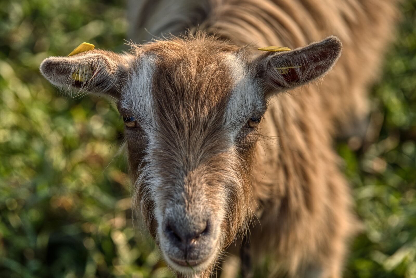 Nikon D750 sample photo. Geiss, goat, curious photography