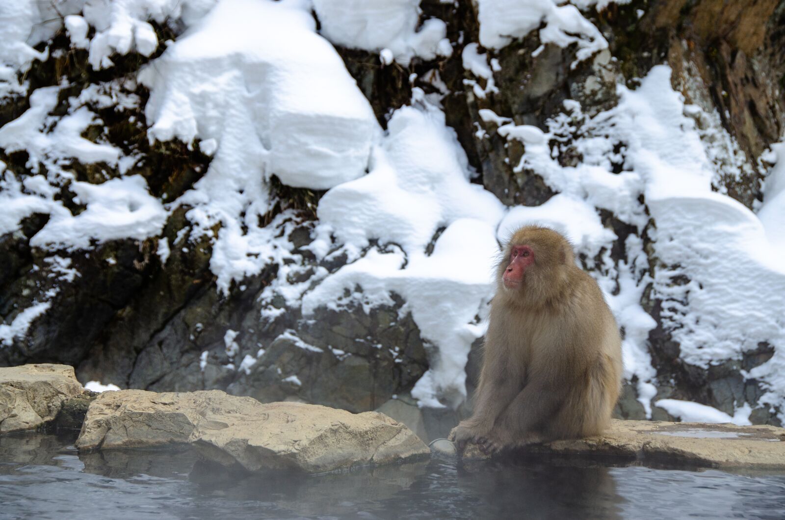 Nikon D5100 sample photo. Snow monkey, japanese macaque photography