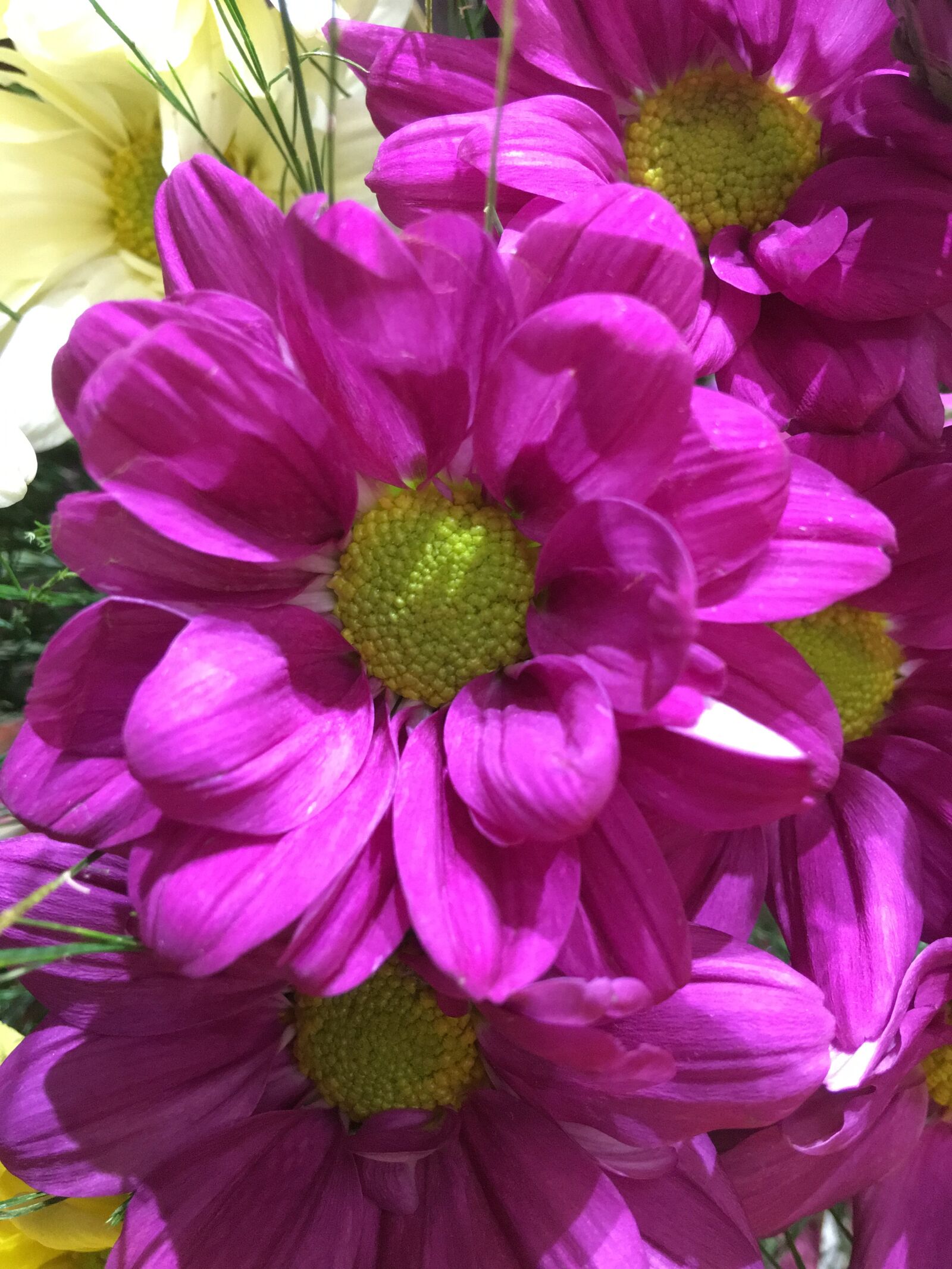 Apple iPhone 6s Plus sample photo. Fuchsia flower, petals fuchsia photography