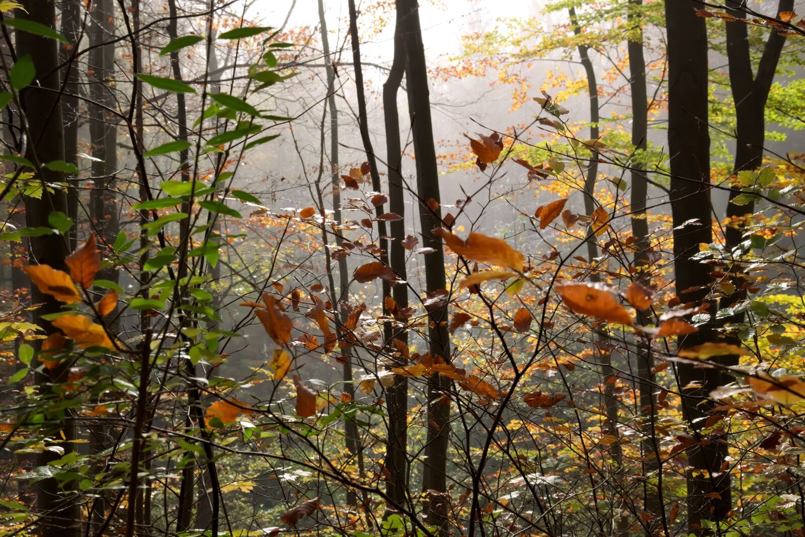 Nikon D3300 sample photo. Forest, autumn, colorful photography