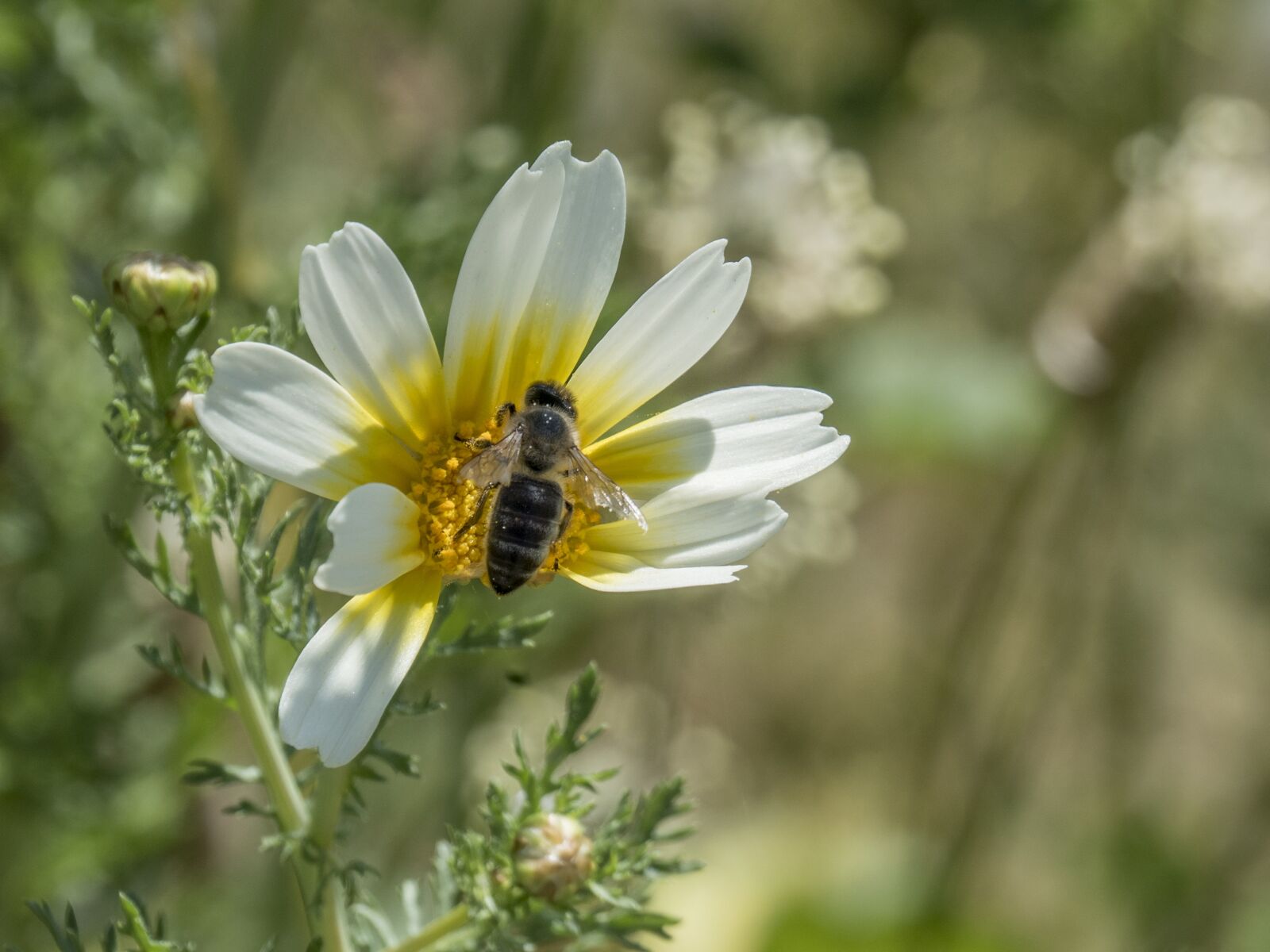 Olympus OM-D E-M5 II sample photo. Flower, bee, honey photography