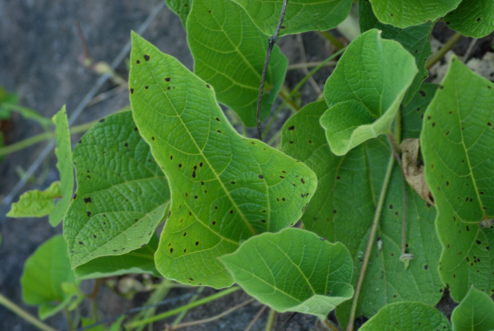Nikon D200 sample photo. Leaf, tree, flora photography