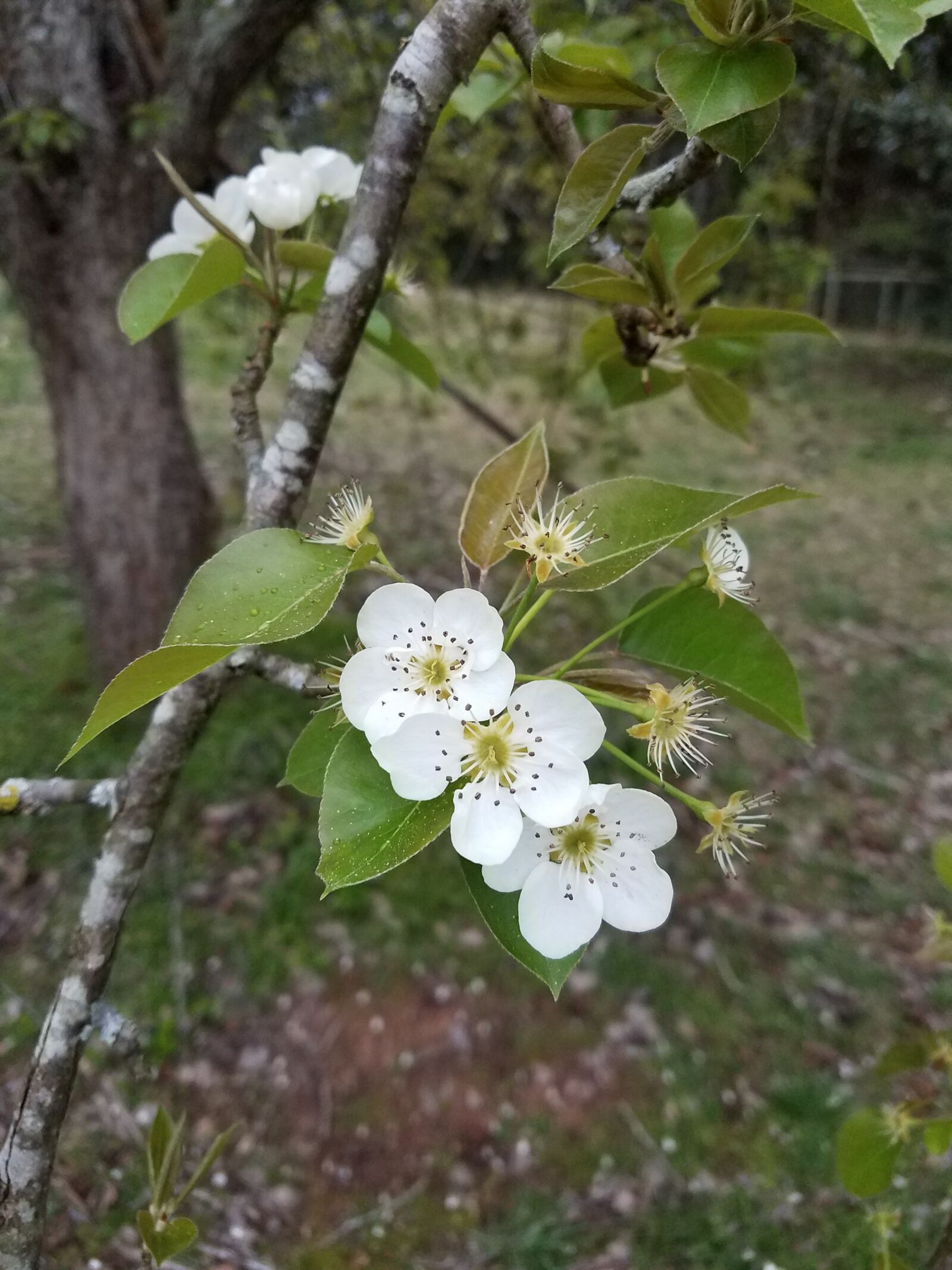 Samsung Galaxy S7 sample photo. Pear, tree, fruit photography