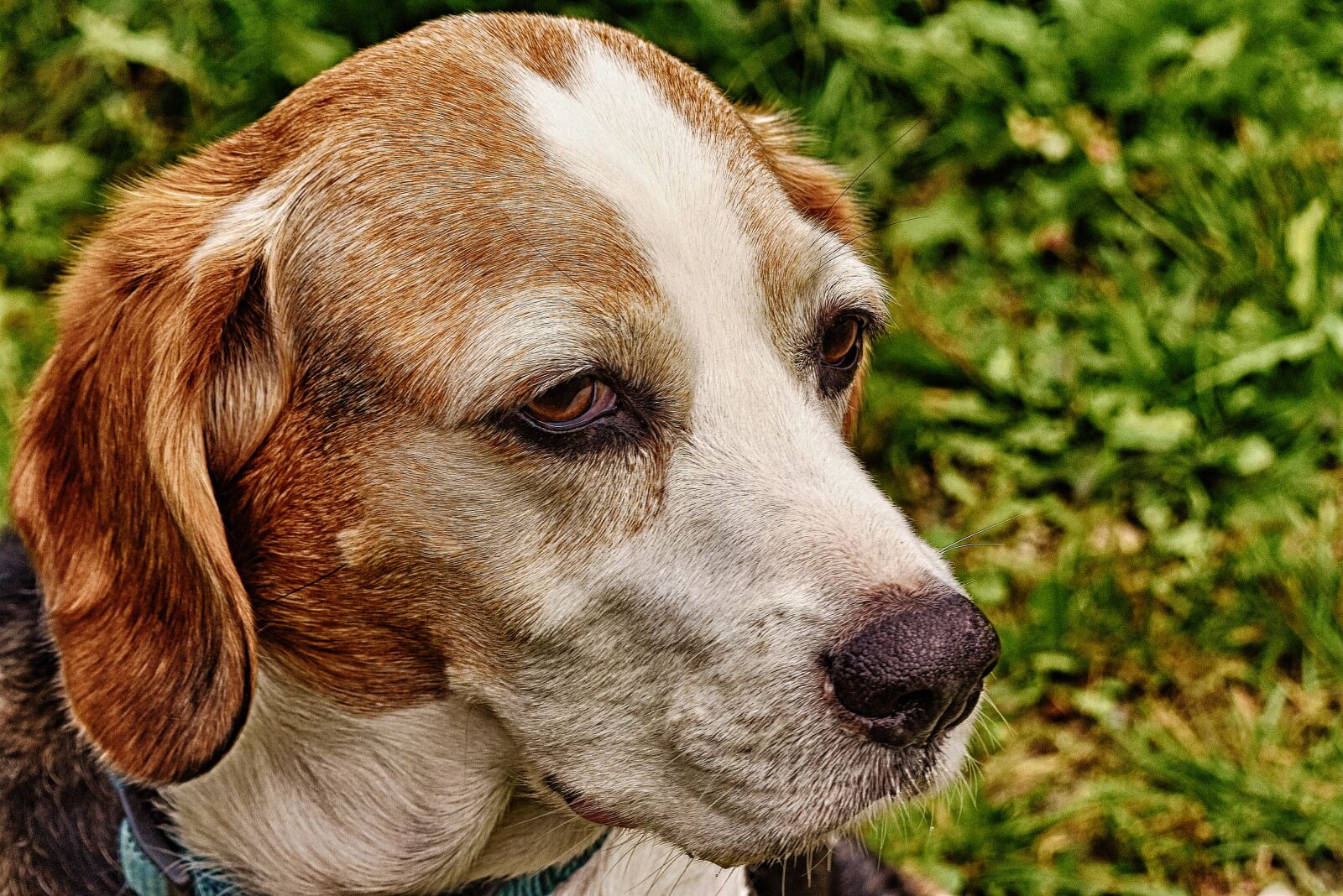 Nikon D7200 sample photo. Dog, pet, animal photography