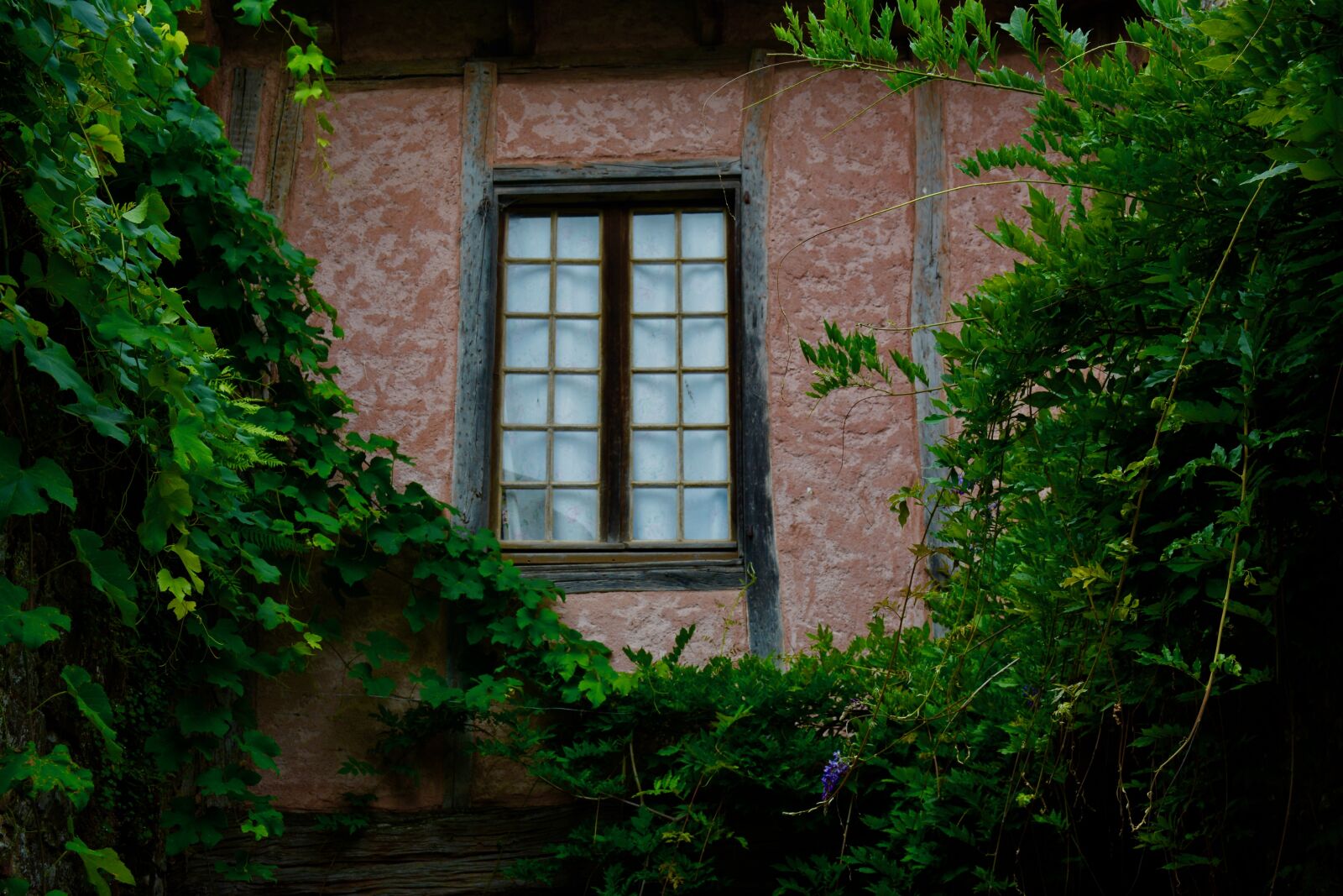 Nikon D7100 sample photo. Collonges red, window, vine photography
