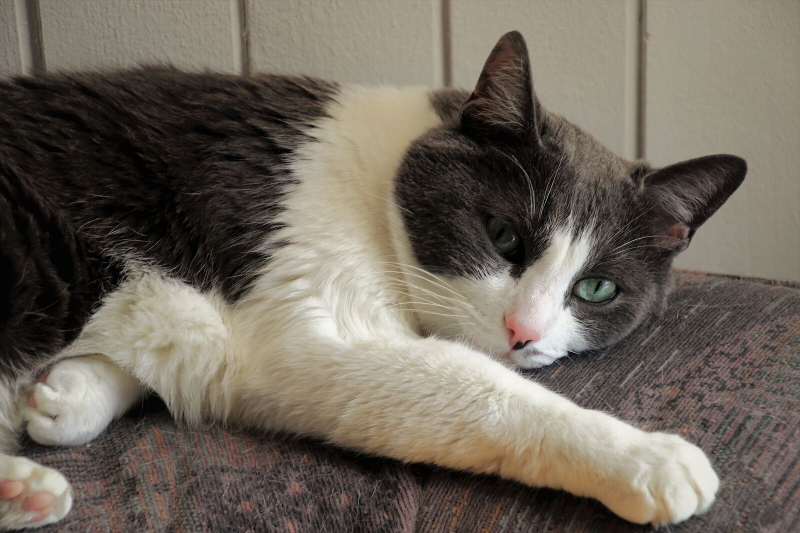 Canon EOS 80D sample photo. Relaxation, cat, rest photography