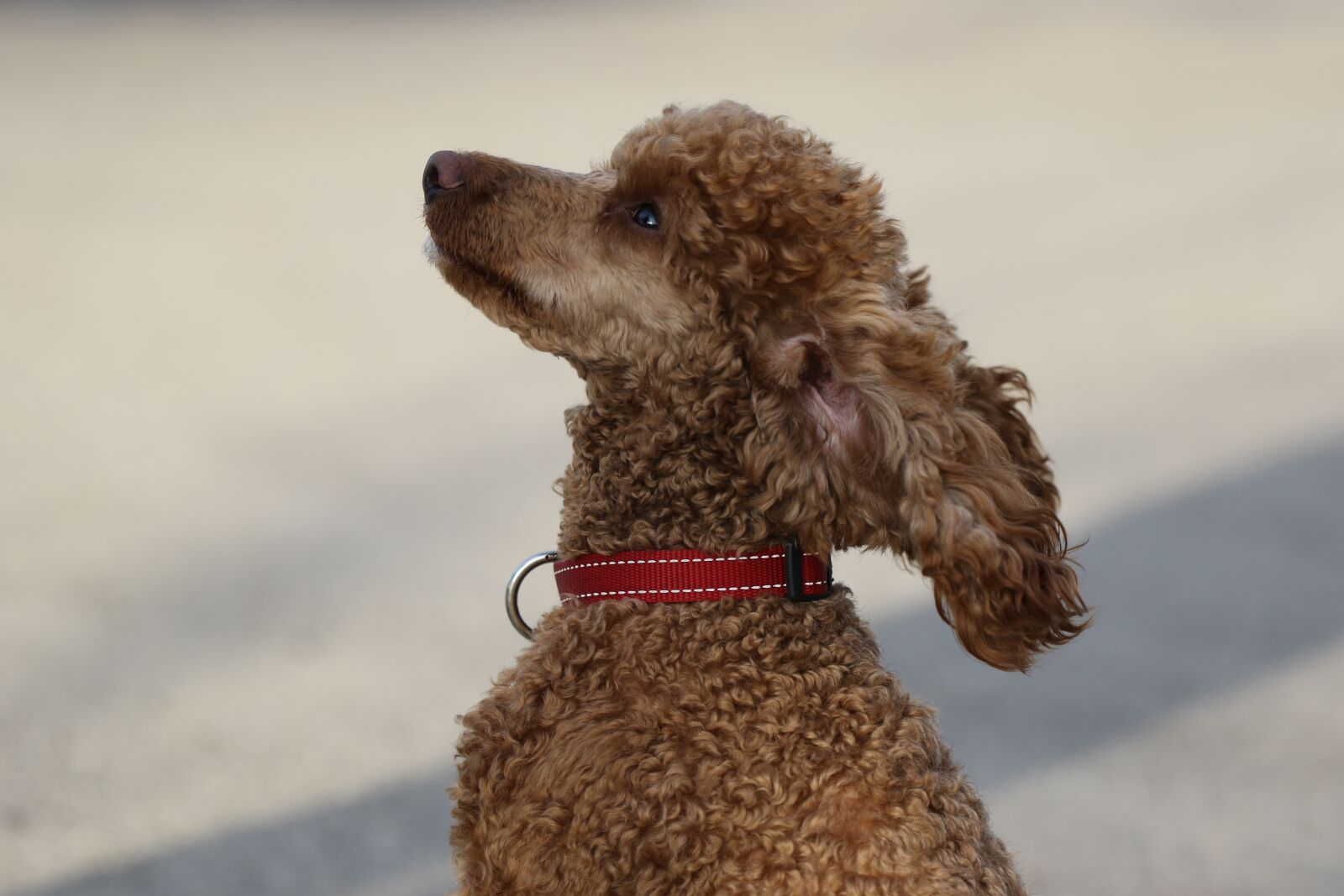 Tamron SP 70-200mm F2.8 Di VC USD G2 sample photo. Dog, poodle, adopt photography