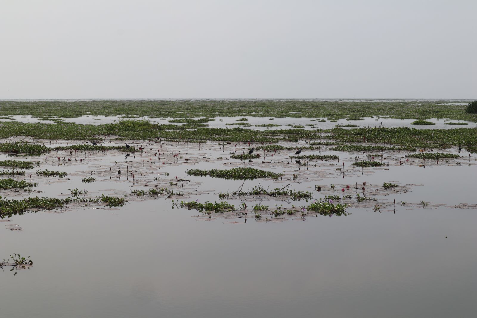 Canon EOS M50 (EOS Kiss M) sample photo. Lake, water plants, kerala photography