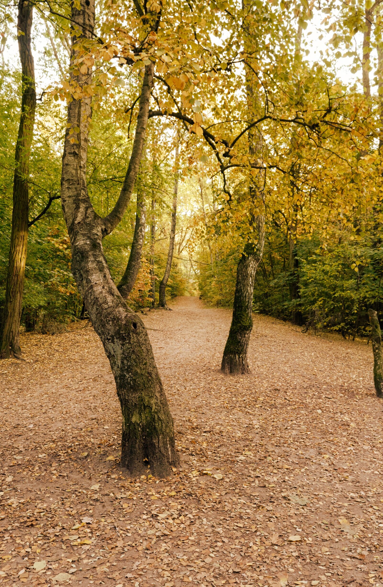 Nikon D3100 sample photo. Trees, forest, autumn photography