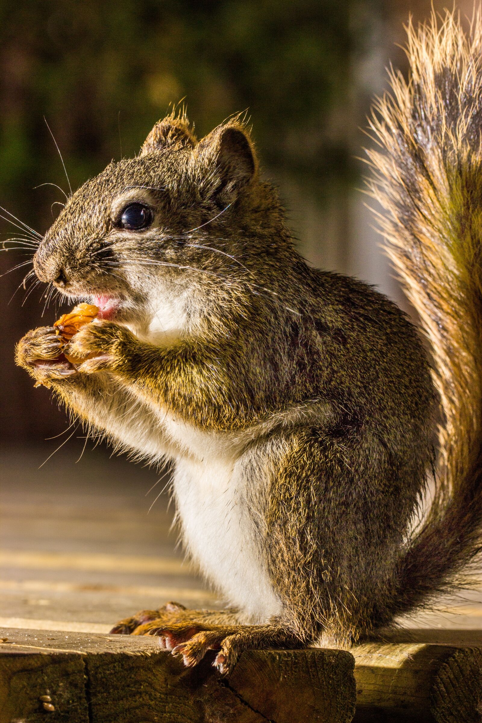 Canon EOS 600D (Rebel EOS T3i / EOS Kiss X5) sample photo. Squirrel, eating, nature photography