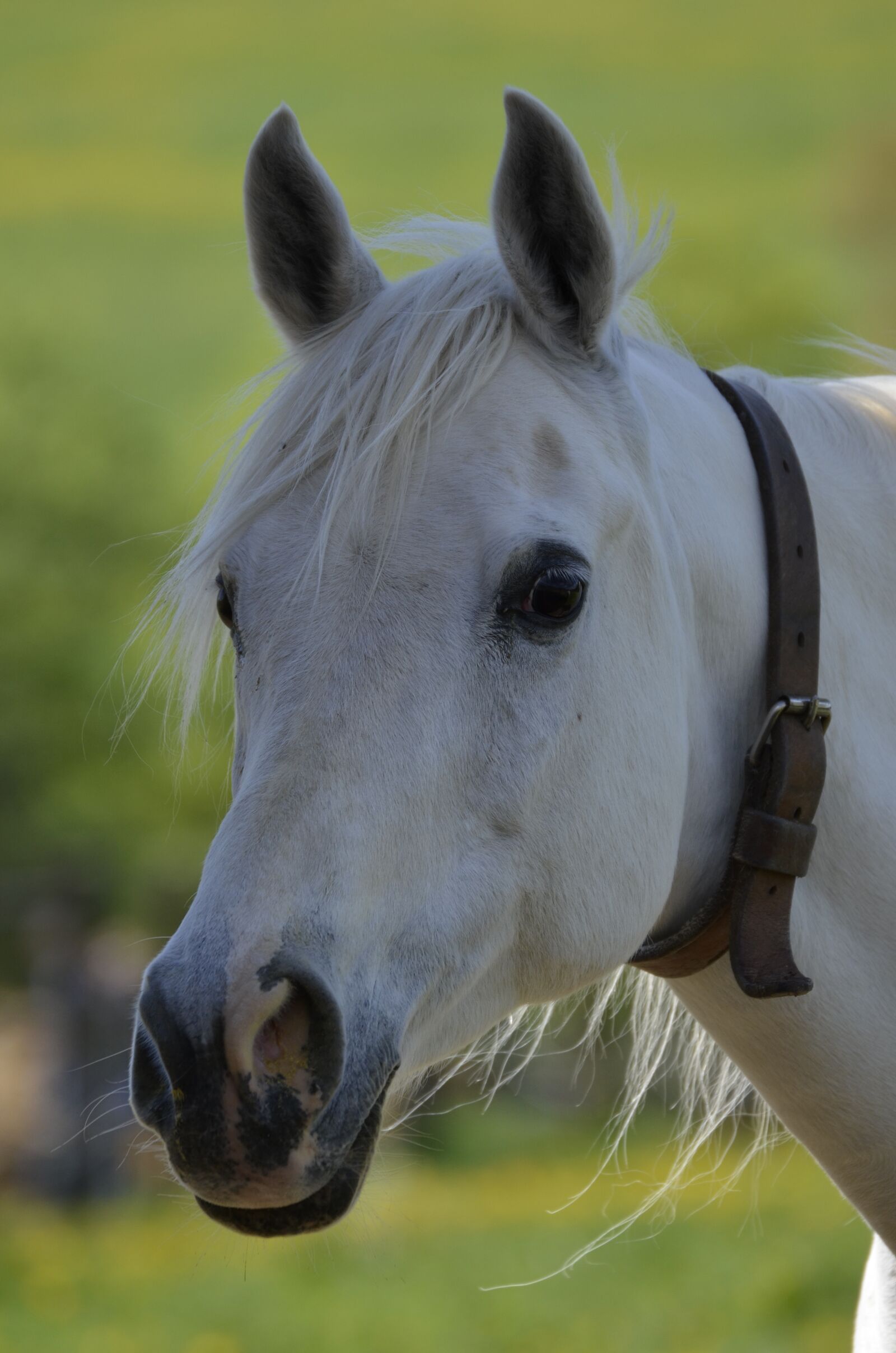 Nikon D5100 sample photo. Mammal, animal, farm photography