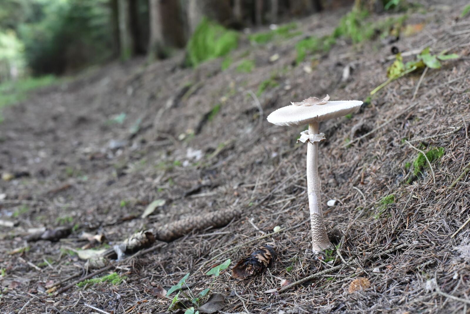 Nikon D750 sample photo. Mushrooms, nature, autumn photography