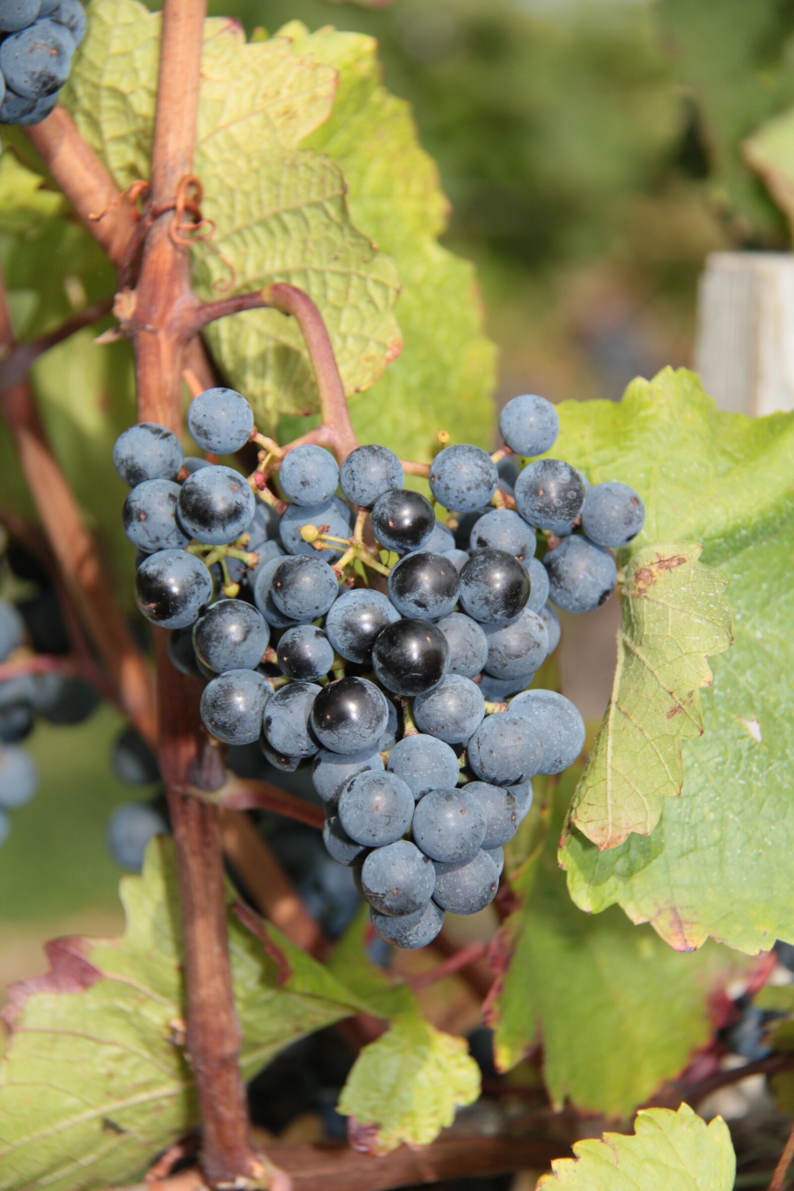 Canon EF-S 18-200mm F3.5-5.6 IS sample photo. Vintage, vine, grape photography