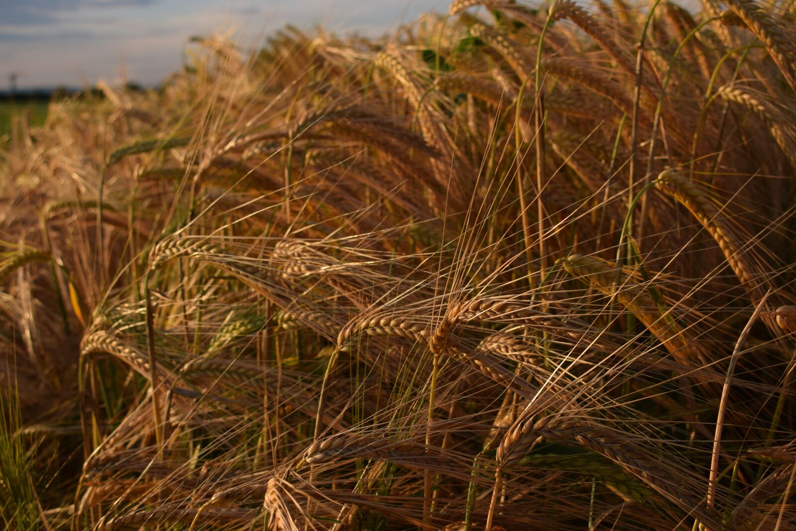 Nikon D5300 sample photo. Cereals, nature, field photography