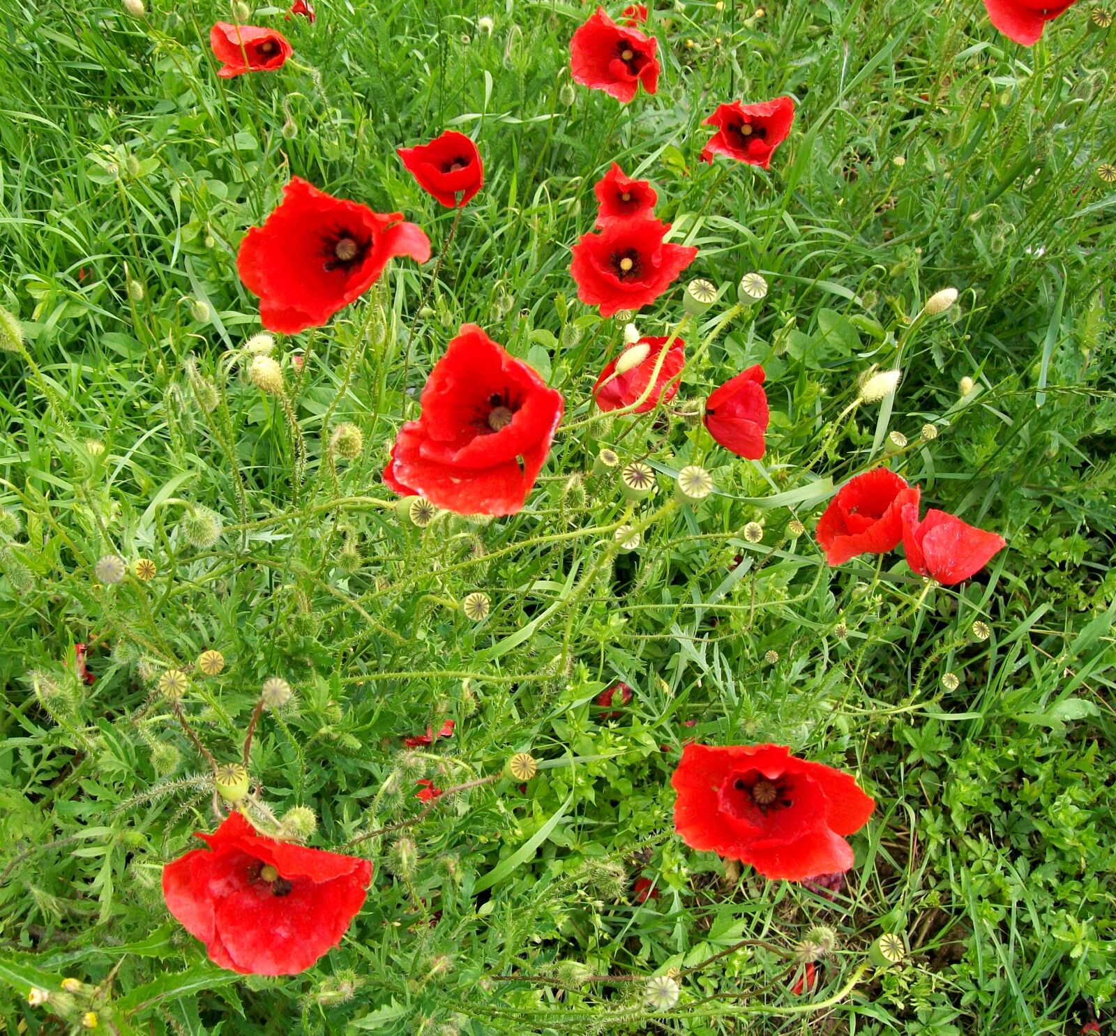 Kodak EASYSHARE C1013 DIGITAL CAMERA sample photo. Flowers, red, prato photography