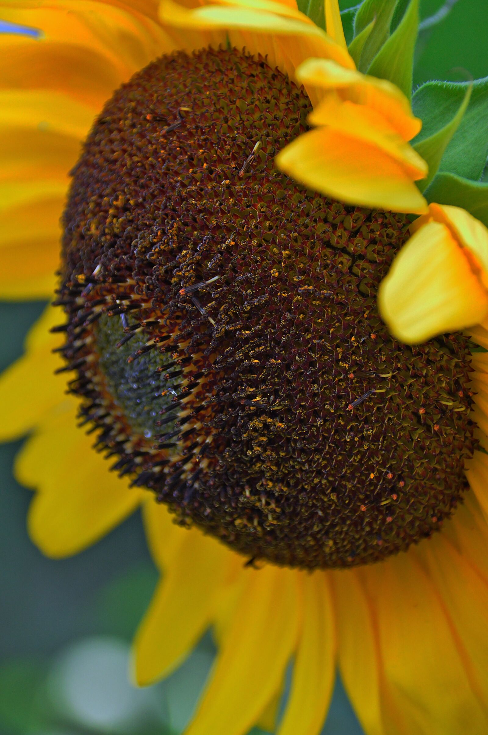 Nikon D3200 sample photo. Sunflower, yellow, flower photography