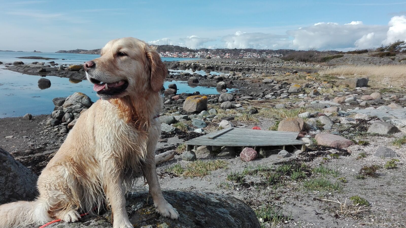 HUAWEI P8 Lite sample photo. Labrador, dog, water photography