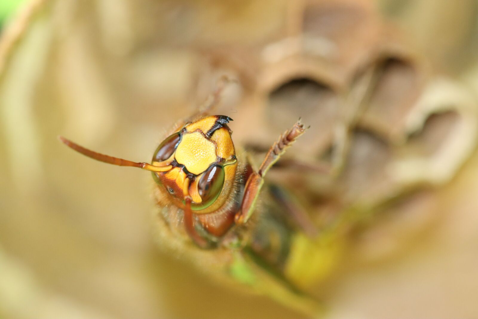 Canon EOS 90D sample photo. Hornet, wasp, bee photography