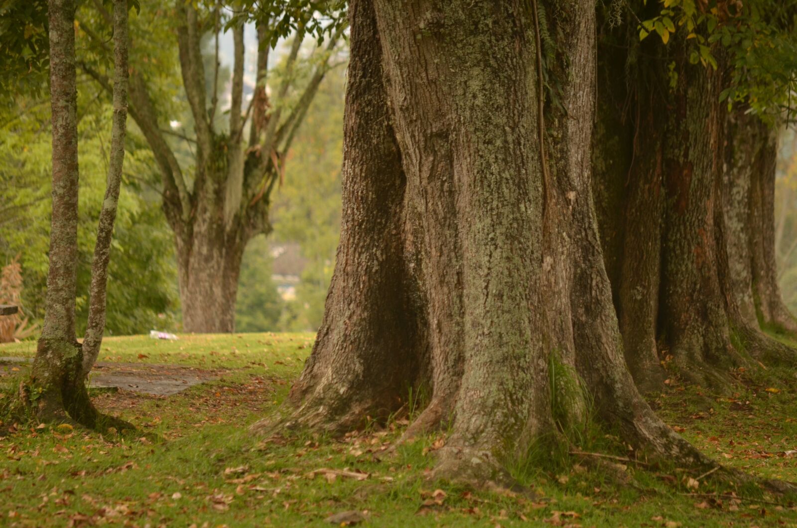 Nikon D5100 sample photo. Nature, life, field photography