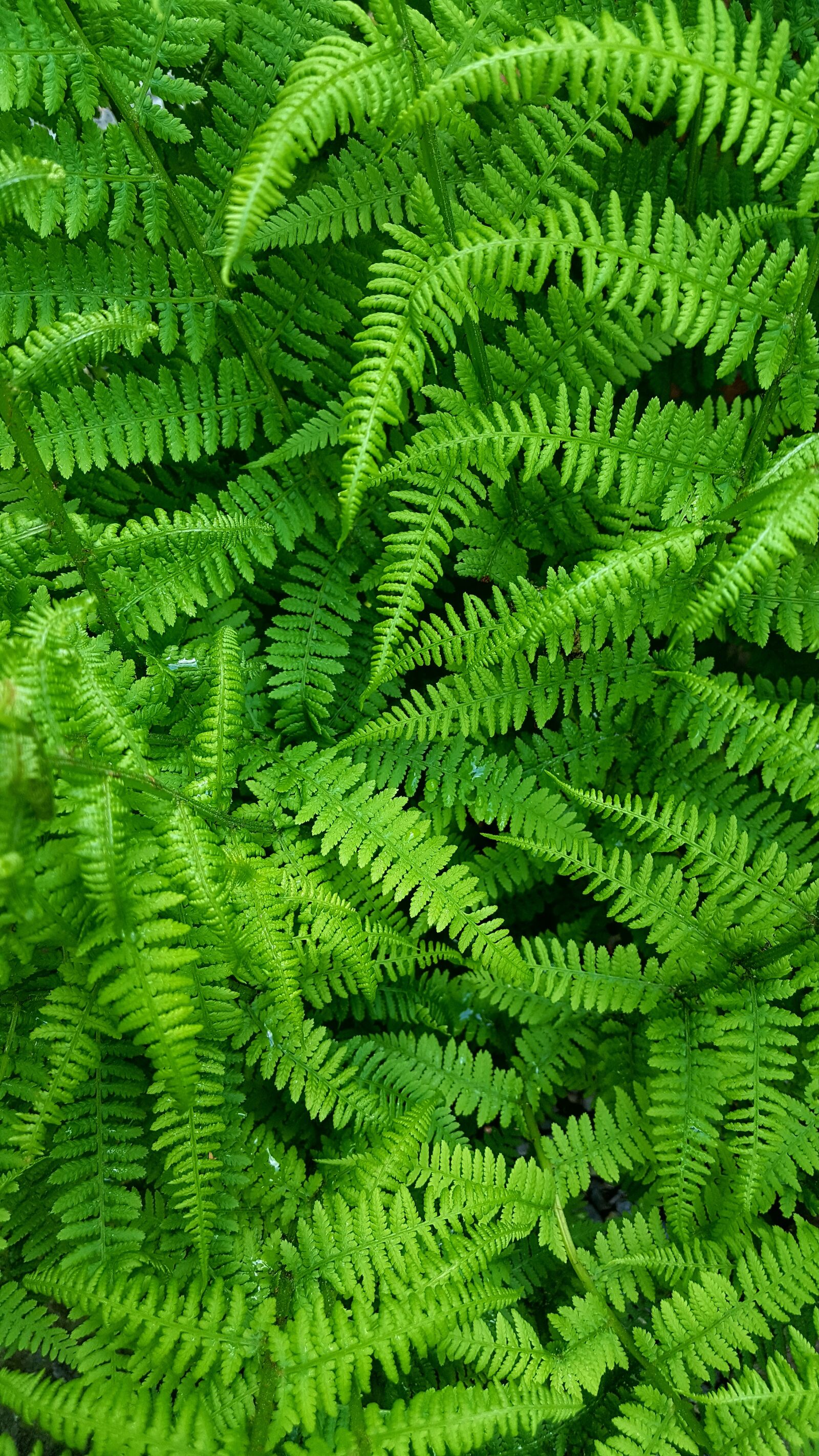 Samsung Galaxy S6 sample photo. Leaf, nature, fern photography
