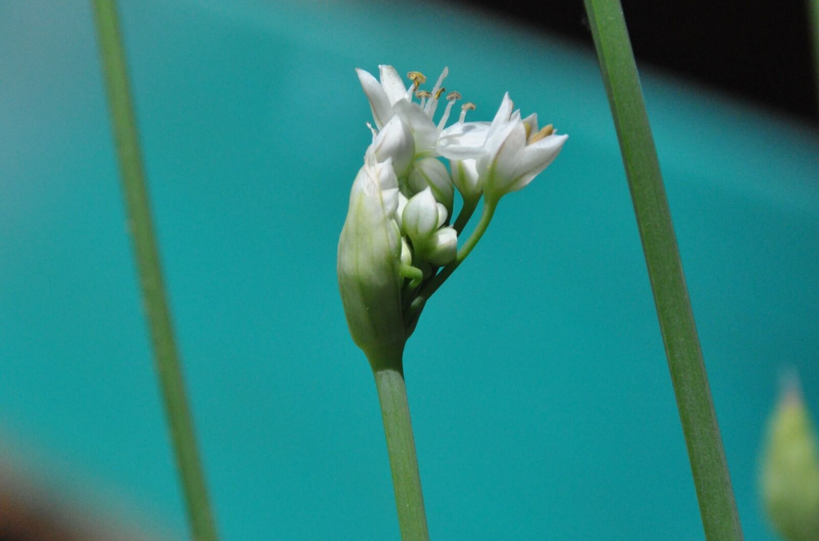 Nikon D5000 sample photo. Cut garlic, blossom, bloom photography
