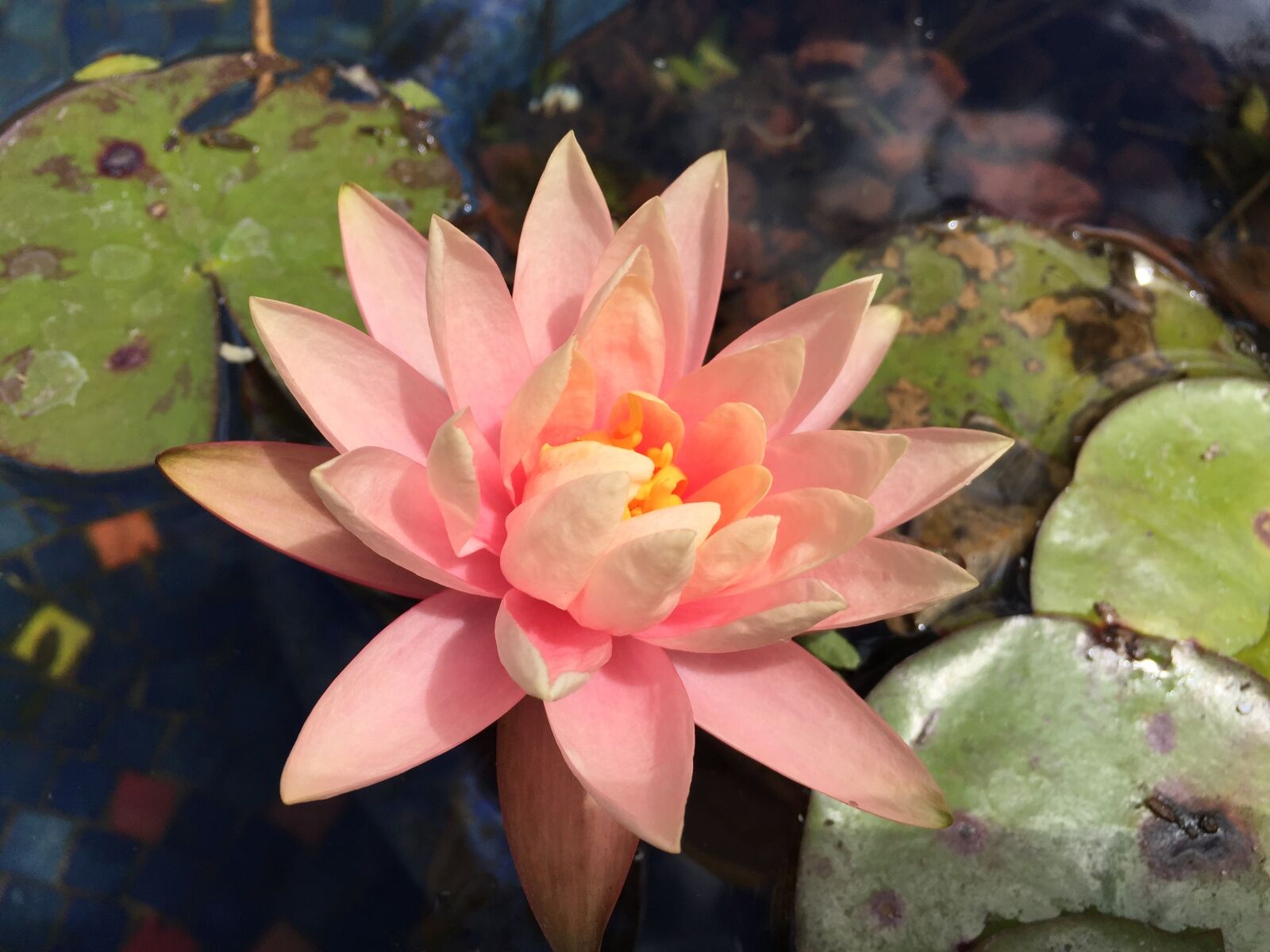 iPhone 6 Plus back camera 4.15mm f/2.2 sample photo. Zen, flower, pond photography
