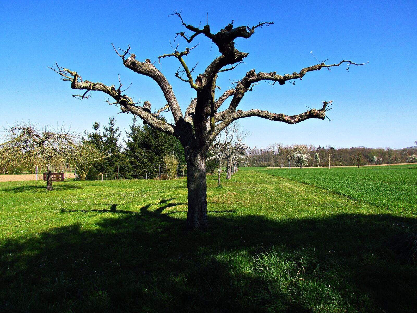 Canon PowerShot SX30 IS sample photo. Spring, green, the freshness photography