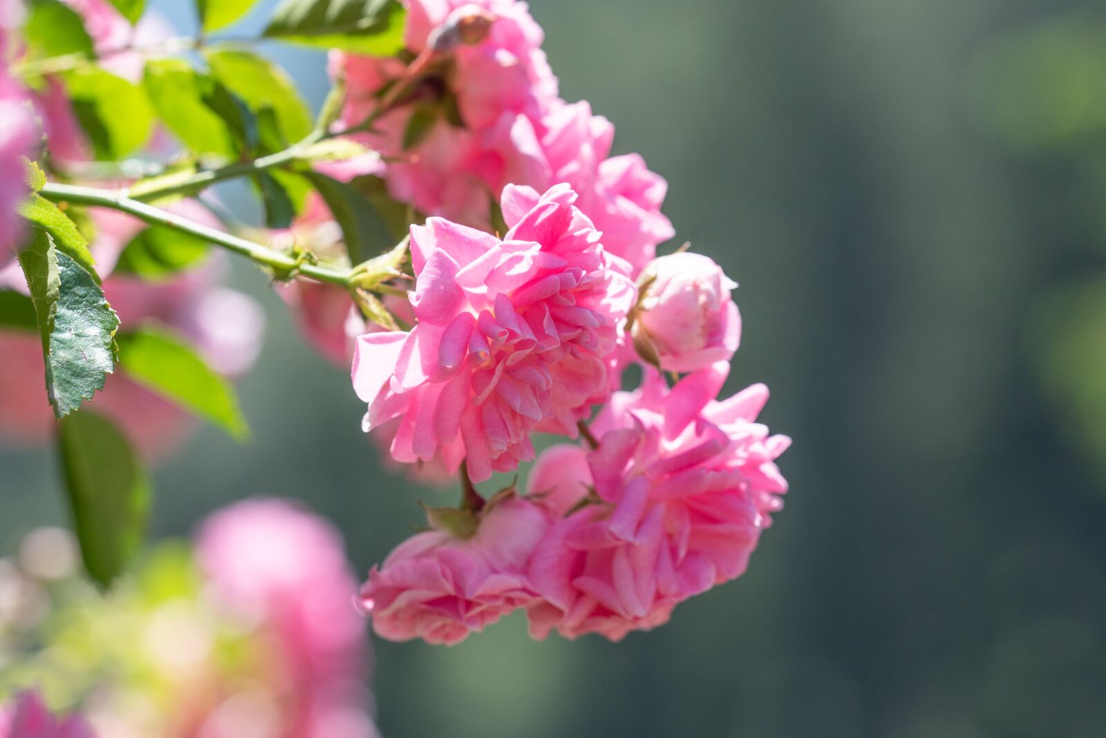 Nikon D750 sample photo. Roses, flowers, pink photography