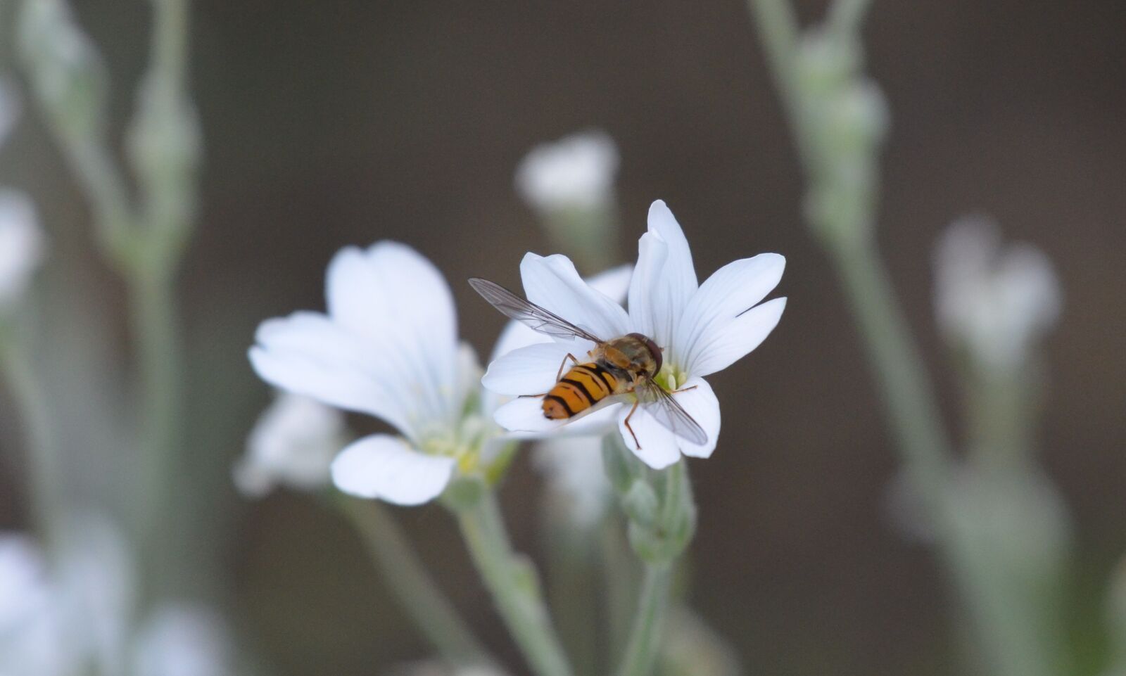 Nikon D5100 sample photo. Flower, white, wasp photography