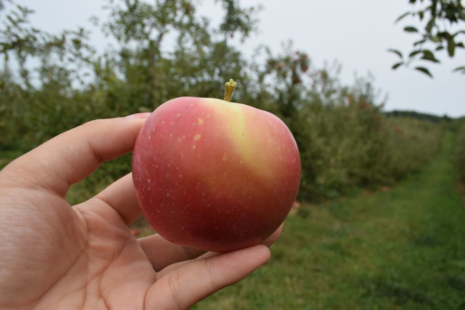 Nikon D3300 sample photo. Apple, fuji, red photography