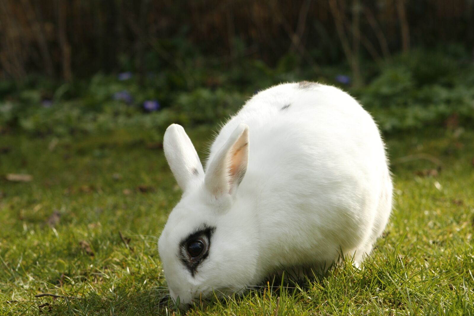 Canon EOS 30D sample photo. Rabbit, bunny, pet photography