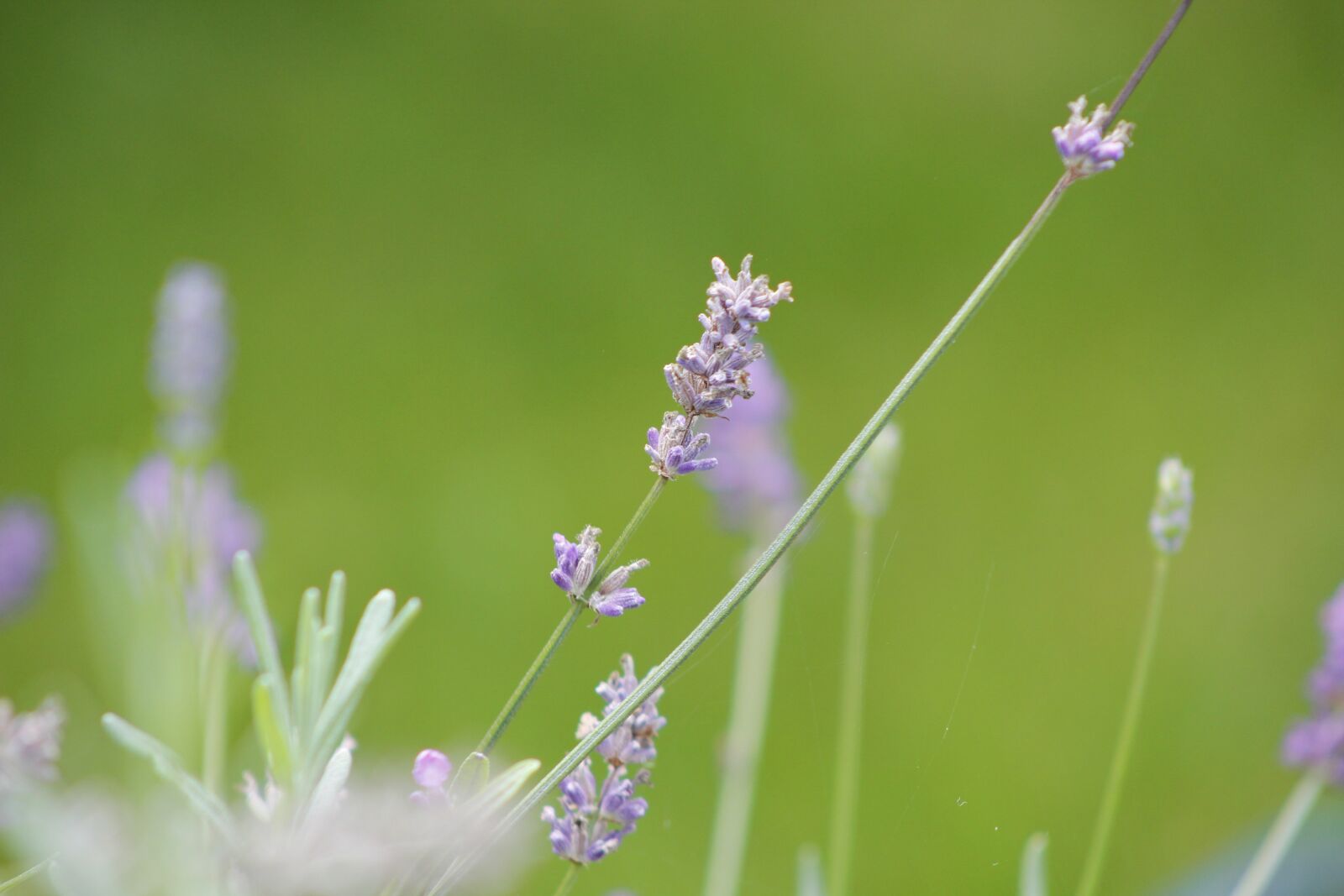 Canon EF75-300mm f/4-5.6 sample photo. Nature, plant, flower photography