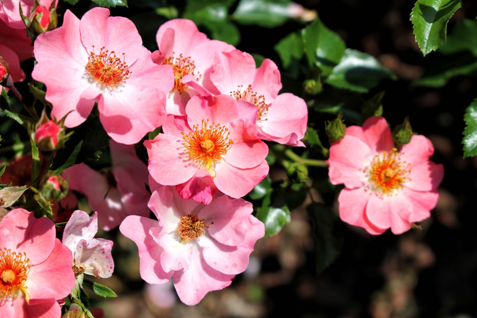 Canon EOS 700D (EOS Rebel T5i / EOS Kiss X7i) sample photo. Roses, rose, flowers photography