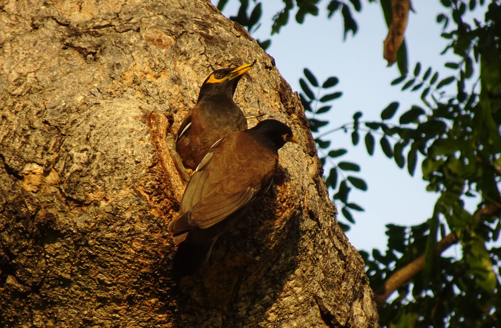 Sony DSC-WX800 sample photo. Common myna, indian myna photography