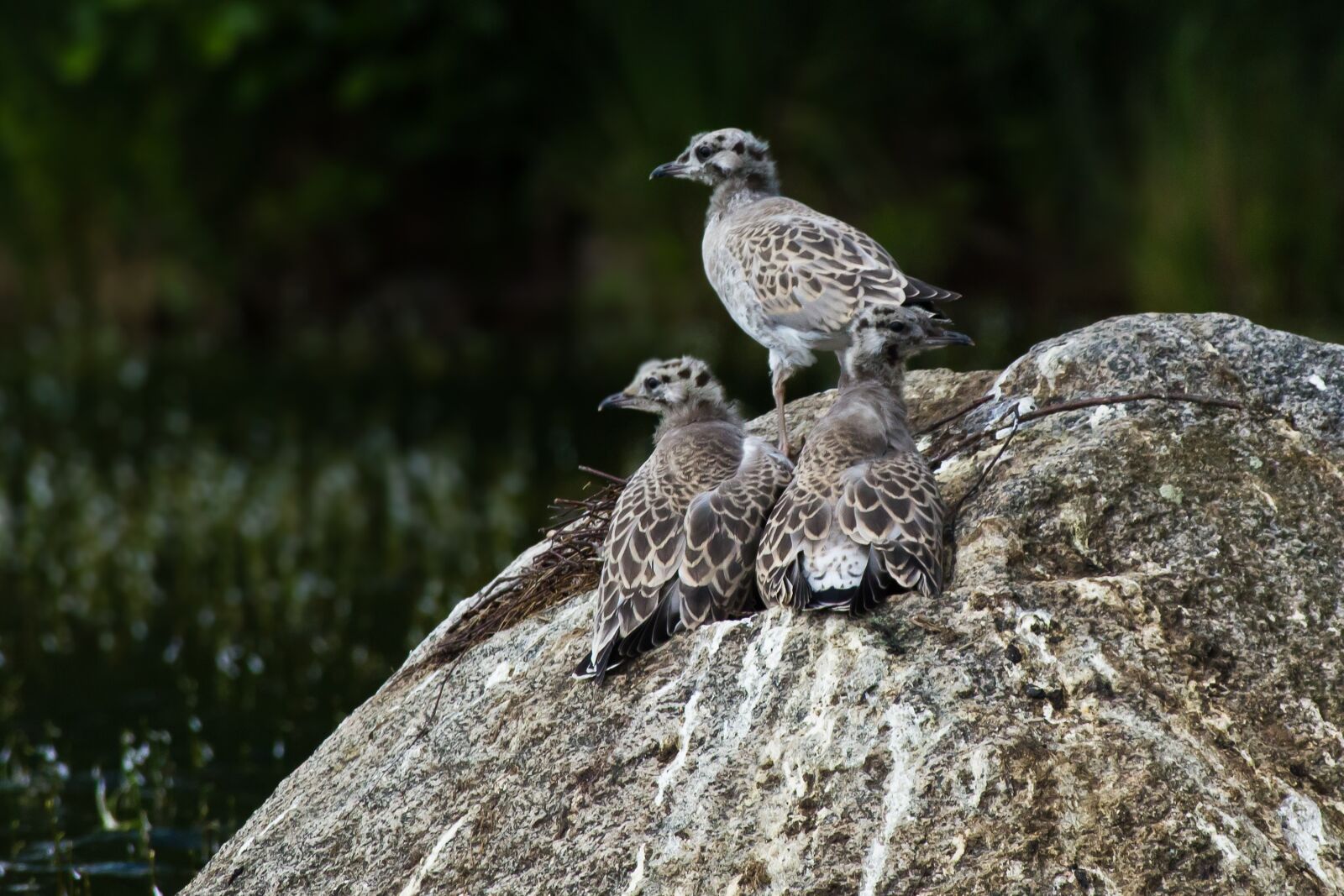 Canon EF 100-300mm f/5.6L sample photo. Seagull, chicks, nest photography