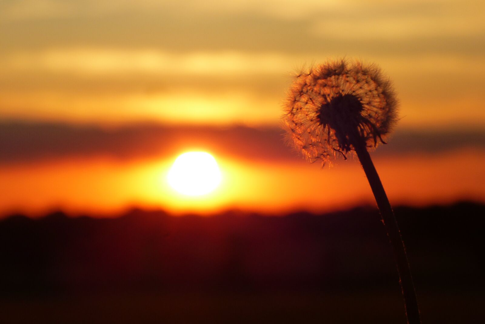 Panasonic Lumix DMC-FZ150 sample photo. Dandelion, sun, summer photography