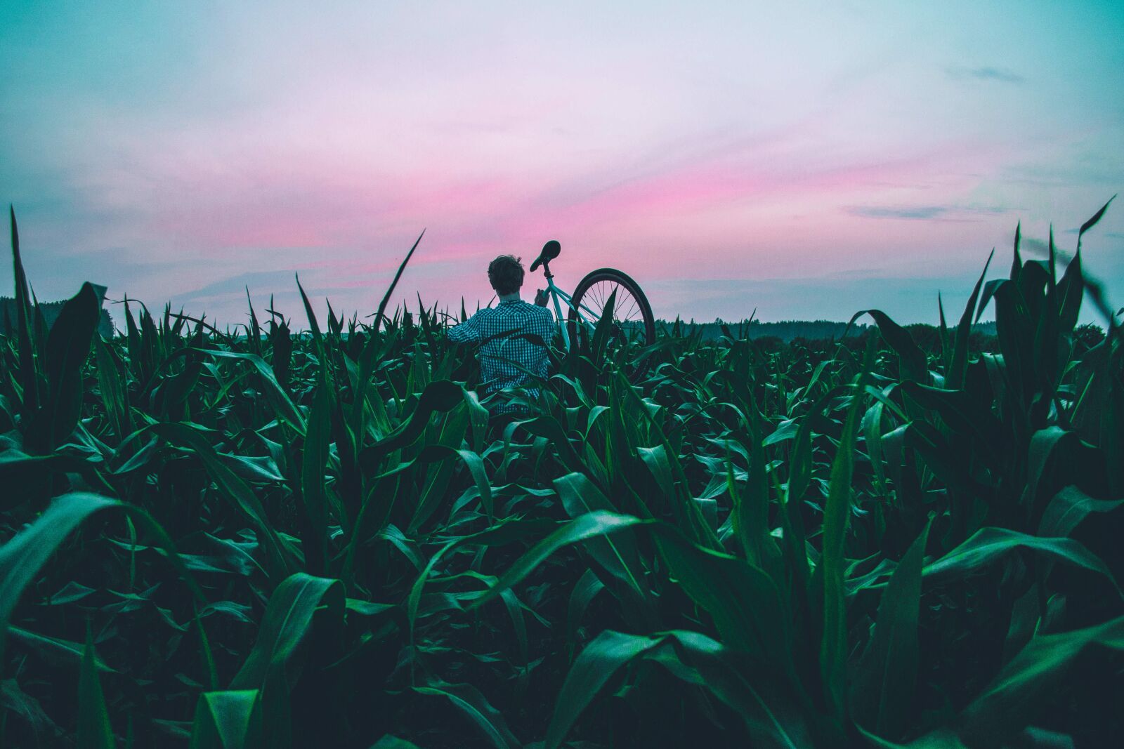 Nikon D3100 sample photo. Bicycle, bike, cropland photography