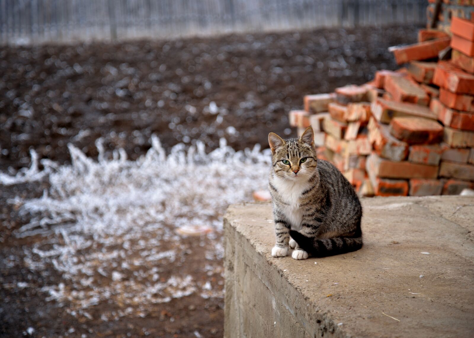 Nikon D610 sample photo. Nature, winter, outdoors photography