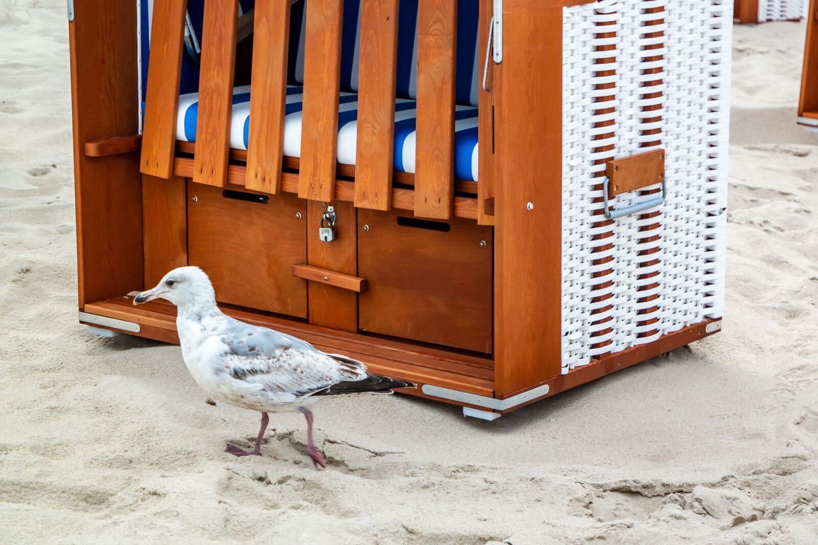 Samsung NX30 sample photo. Bird, gull, seagull photography