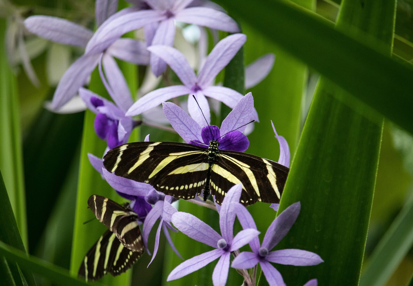Canon EF-S 55-250mm F4-5.6 IS STM sample photo. Butterfly, butterflies, insect photography
