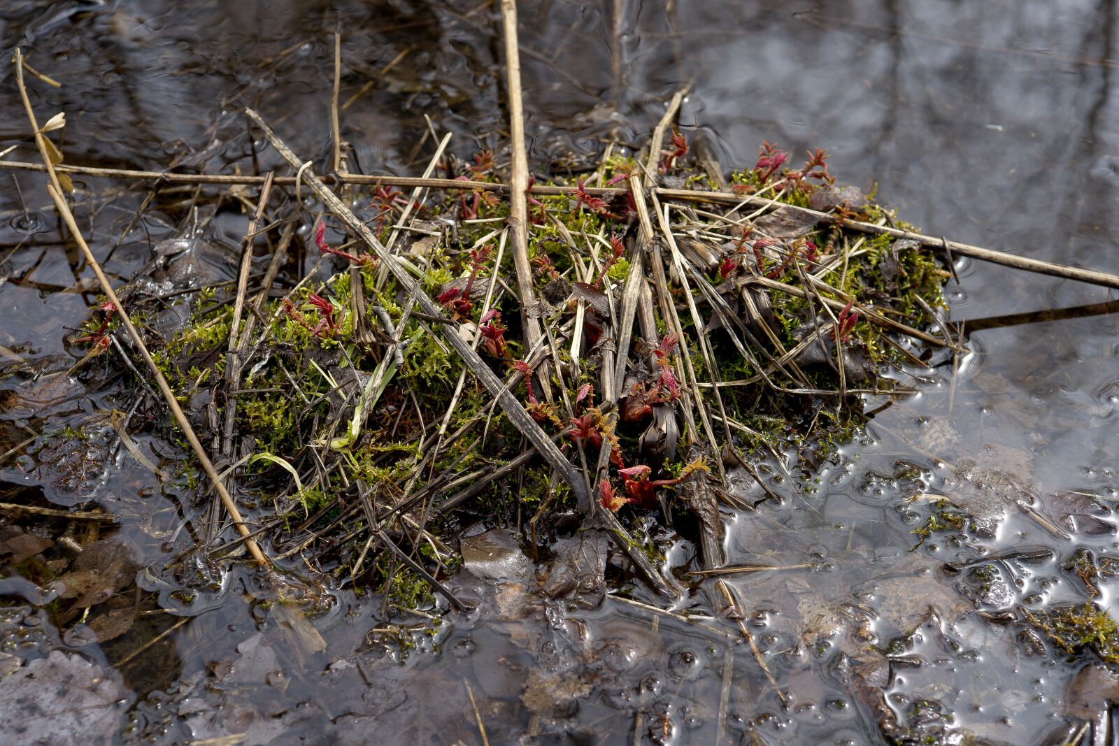 Sony Alpha DSLR-A850 sample photo. The red plant, siberian photography