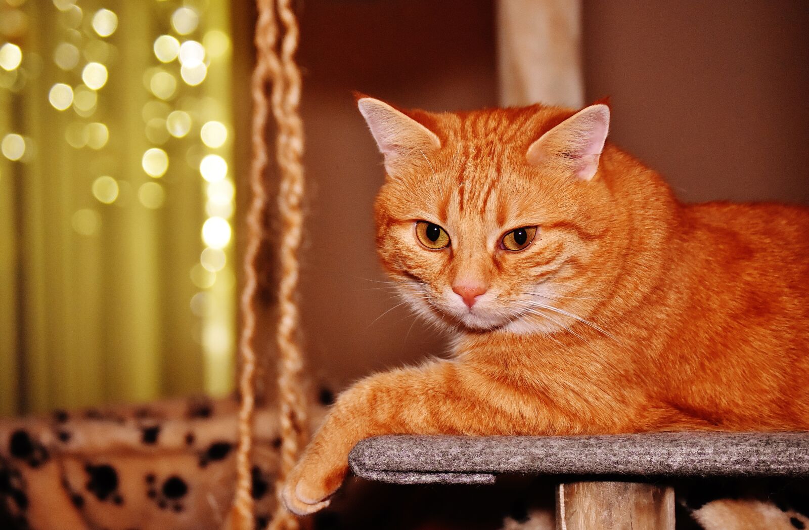 Nikon D7200 sample photo. Cat, red, funny photography