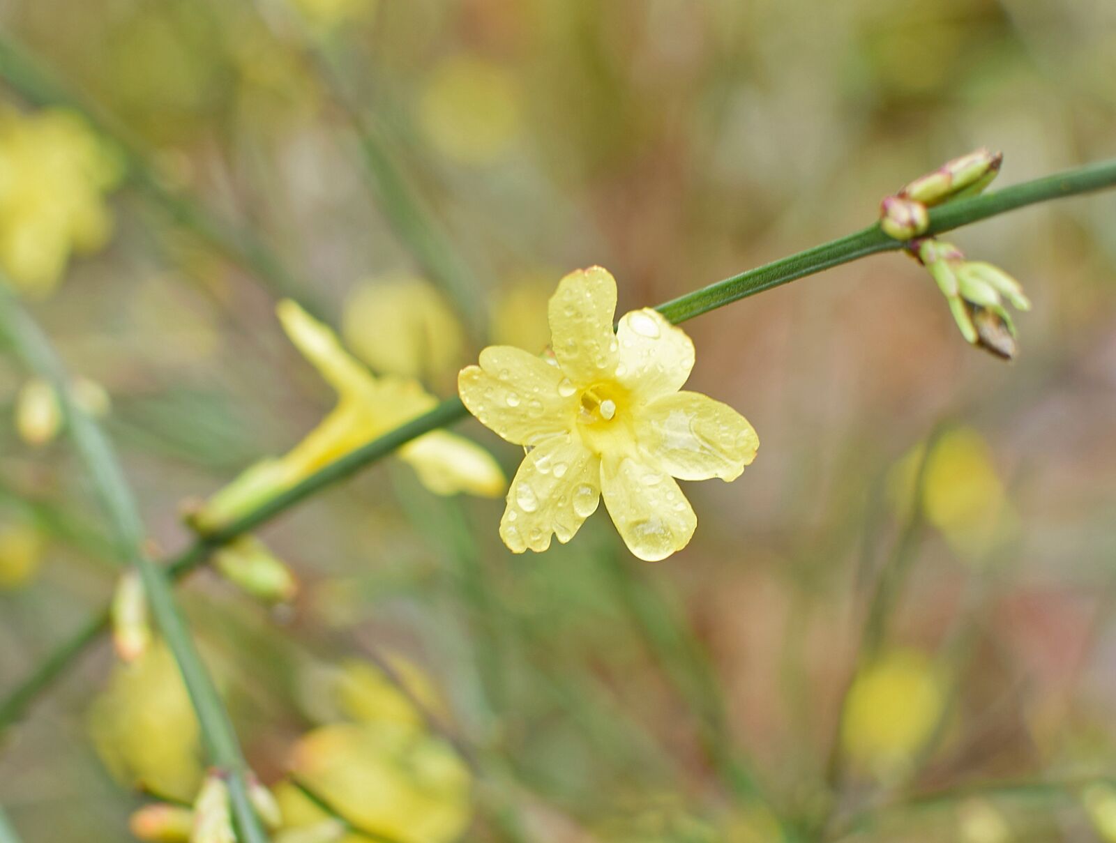 Nikon D3300 sample photo. Rain-wet winter jasmine, rain-wet photography