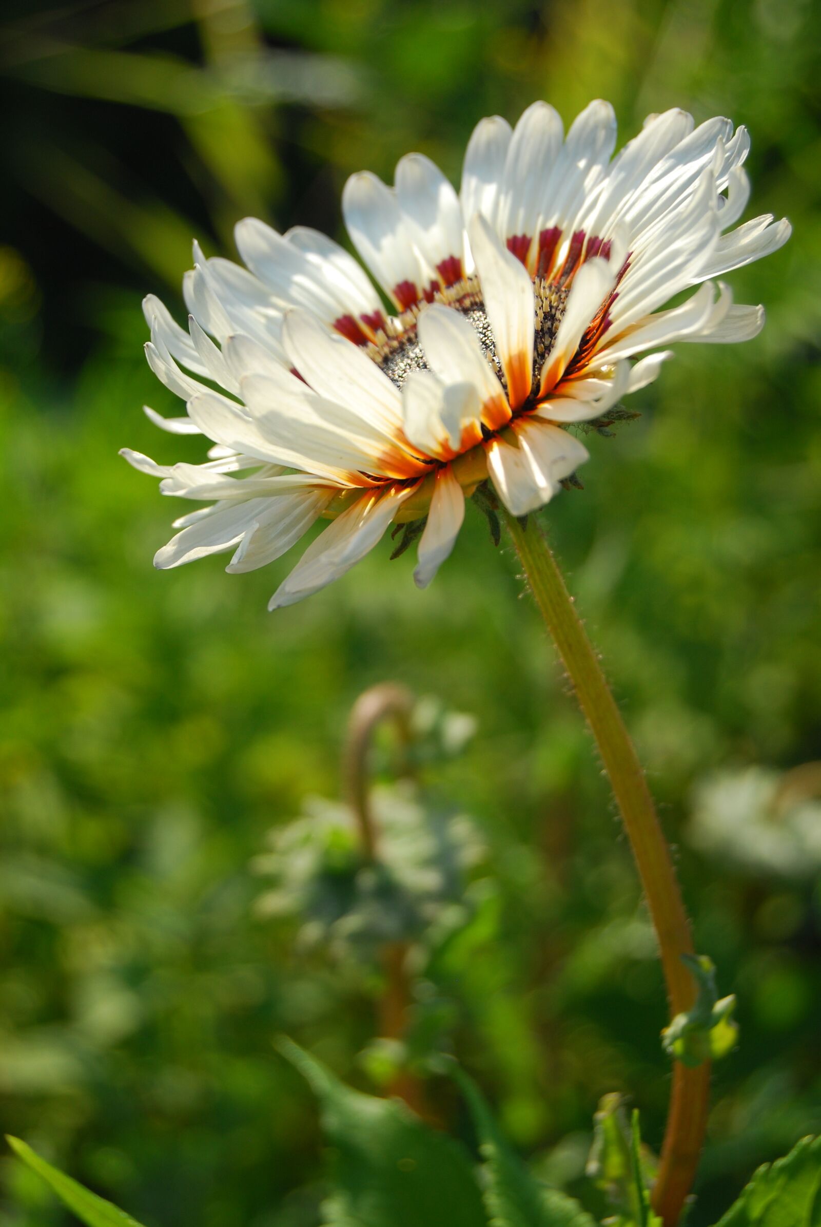 Nikon D60 sample photo. Flower, white, sun photography