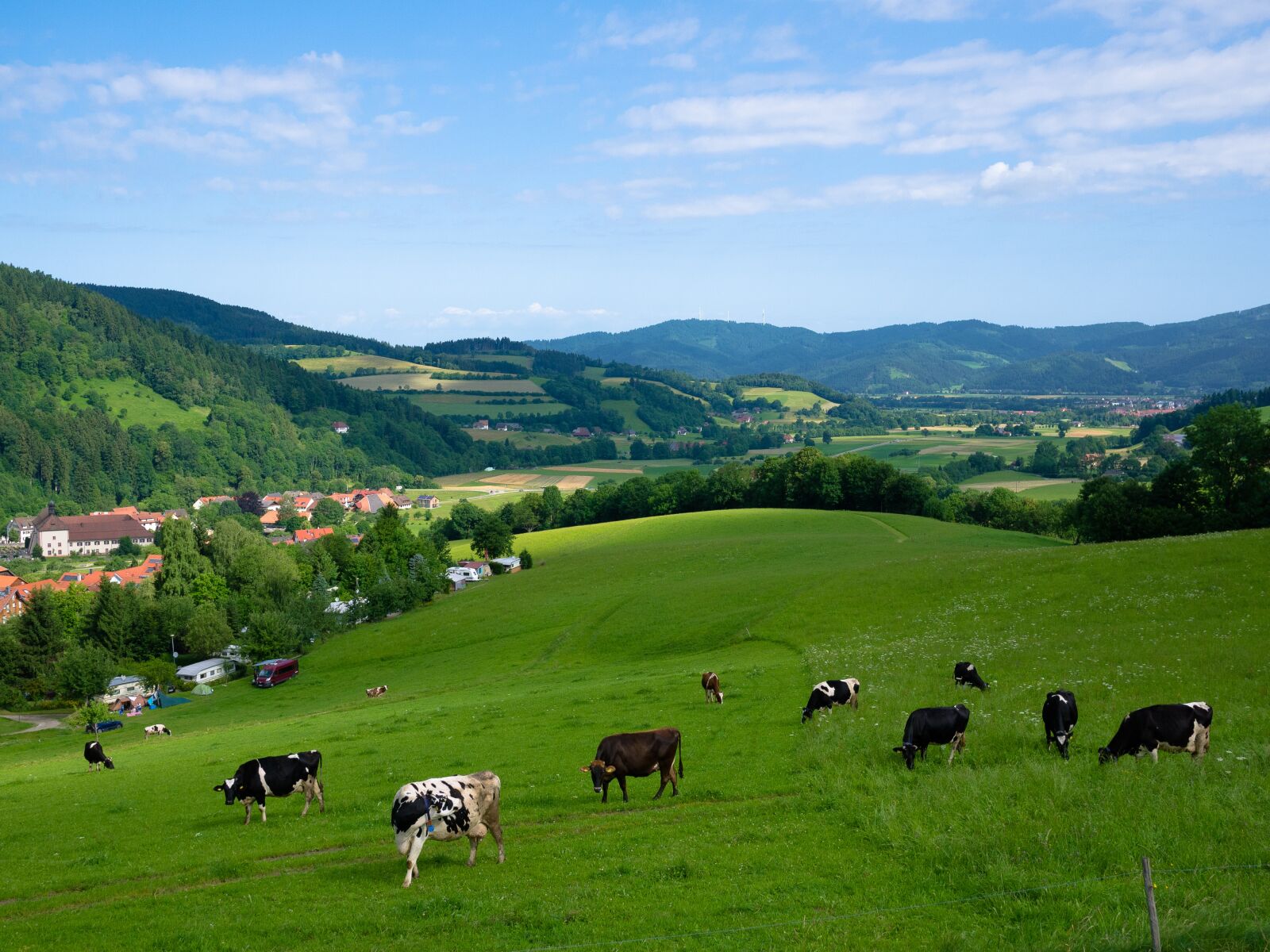 Panasonic Lumix G 20mm F1.7 ASPH sample photo. Black forest, mountains, cattle photography