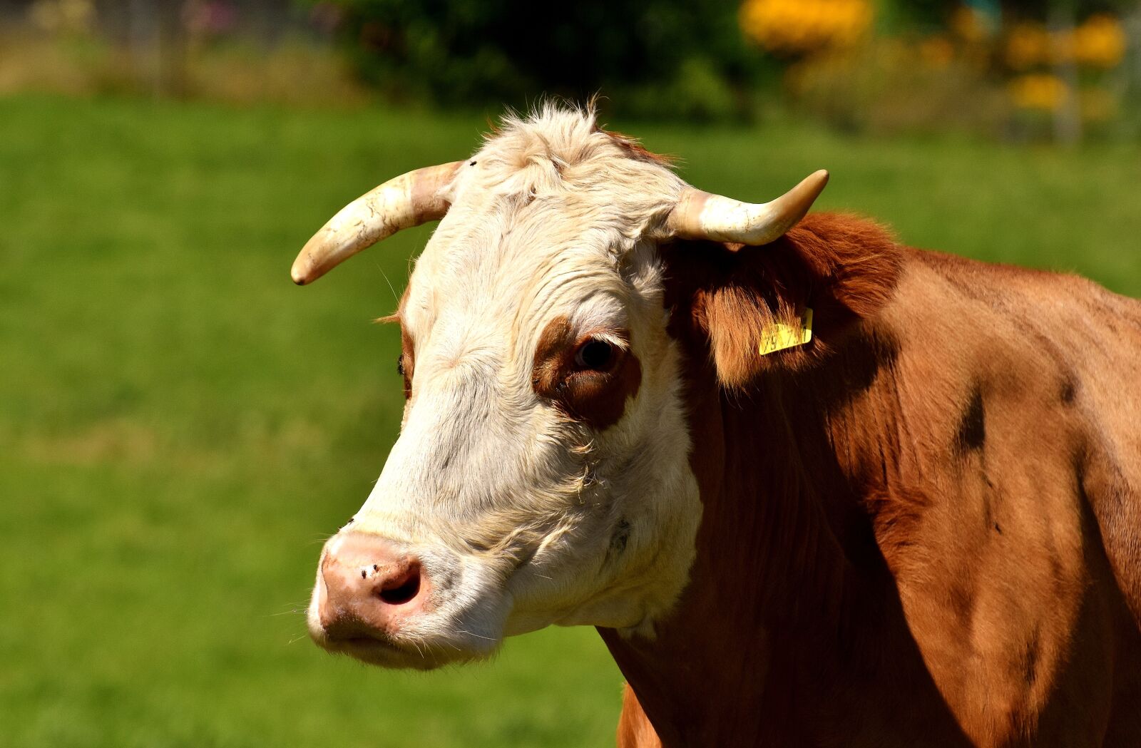 Nikon D7200 sample photo. Beef, pasture, meadow photography