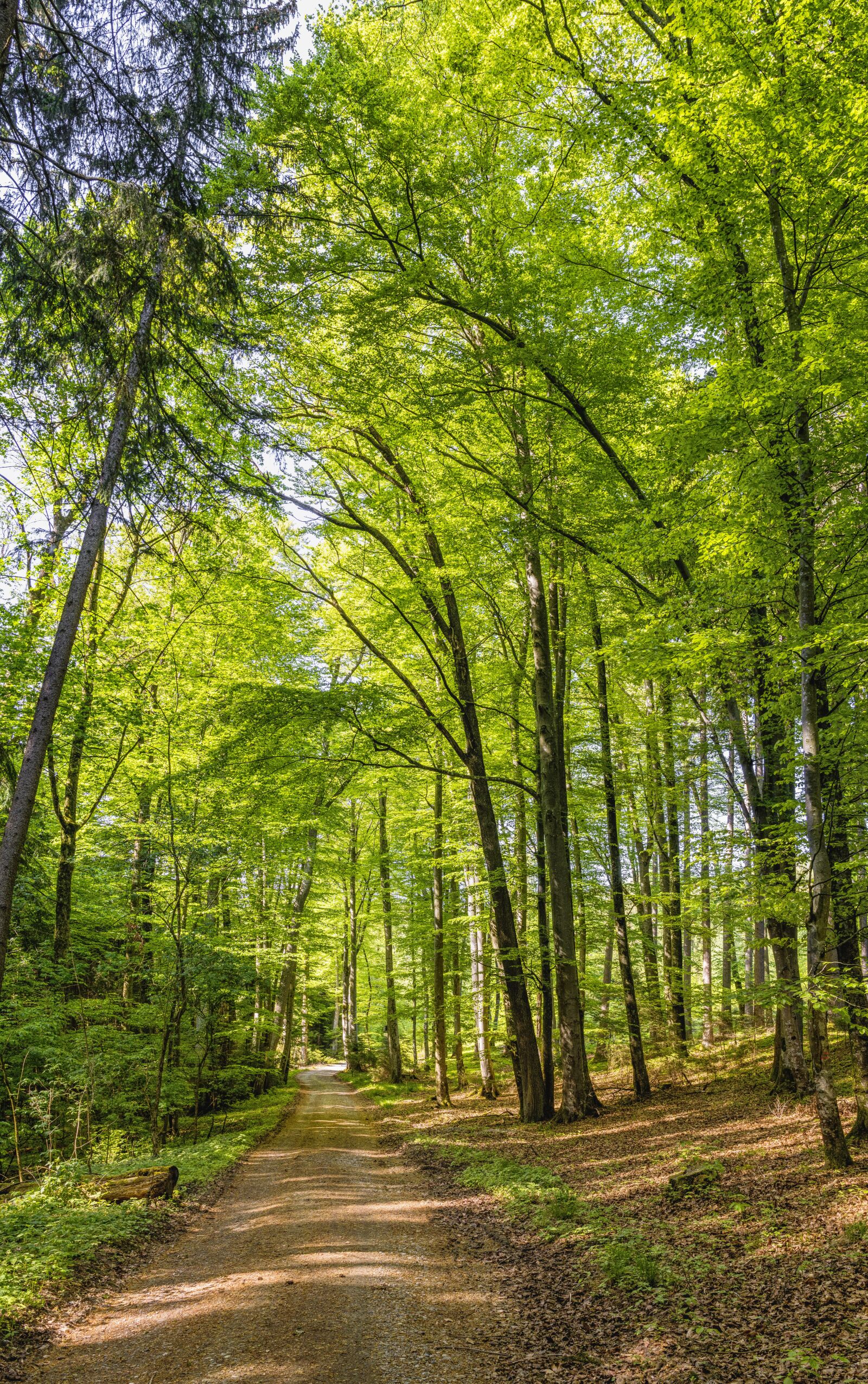 Sony a6300 + Sigma 30mm F2.8 EX DN sample photo. Forest, away, forest road photography