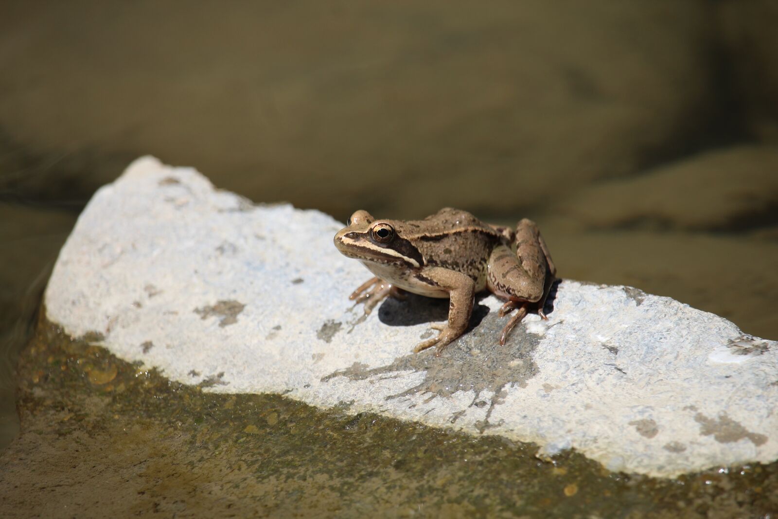 Canon EOS 1200D (EOS Rebel T5 / EOS Kiss X70 / EOS Hi) sample photo. Frog, toad, pond photography