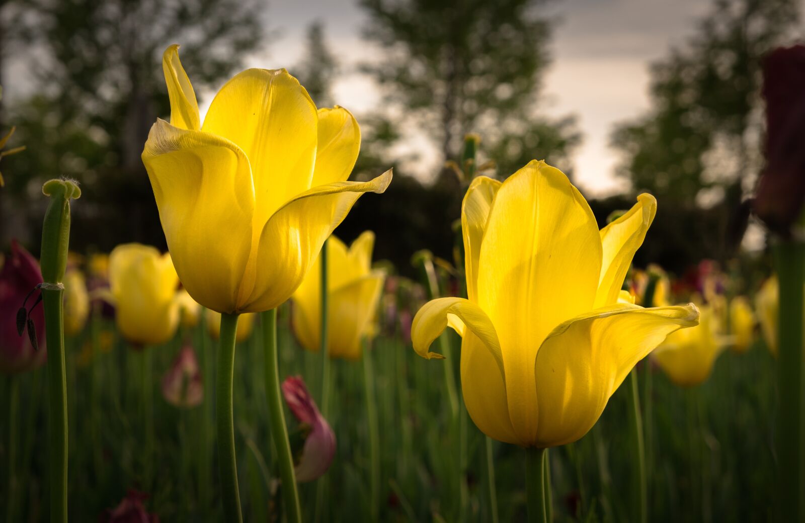 Sony Alpha NEX-5N sample photo. Nature, flowers, plants photography