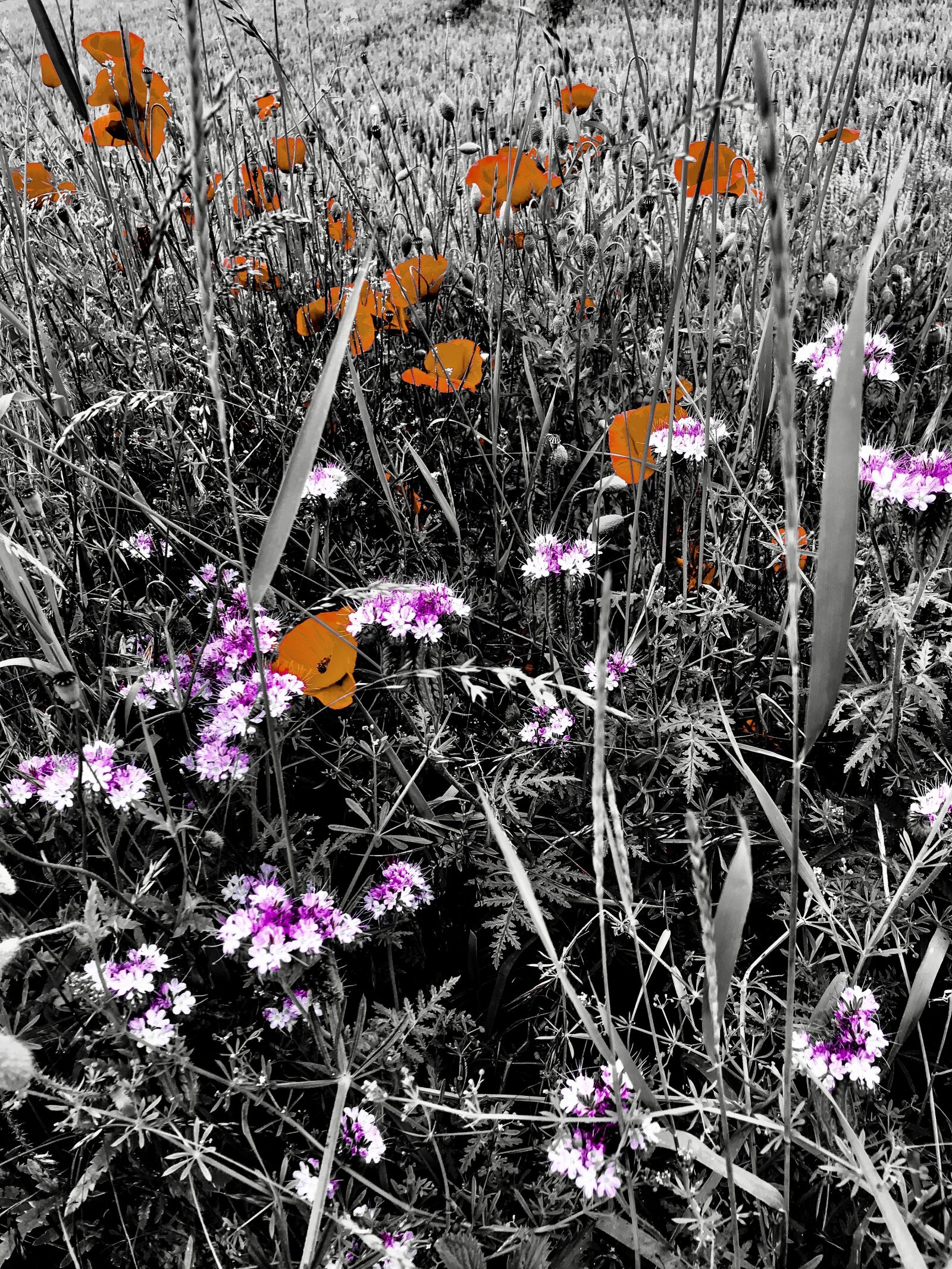 iPhone 7 back camera 3.99mm f/1.8 sample photo. Arable wild flowers, klatschmohn photography